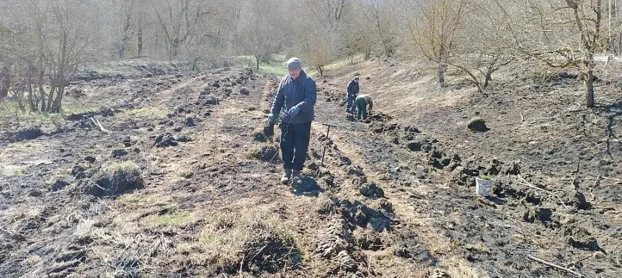 В&nbsp;Залегощенском районе Орловской области восстановили 1,5&nbsp;га&nbsp;леса