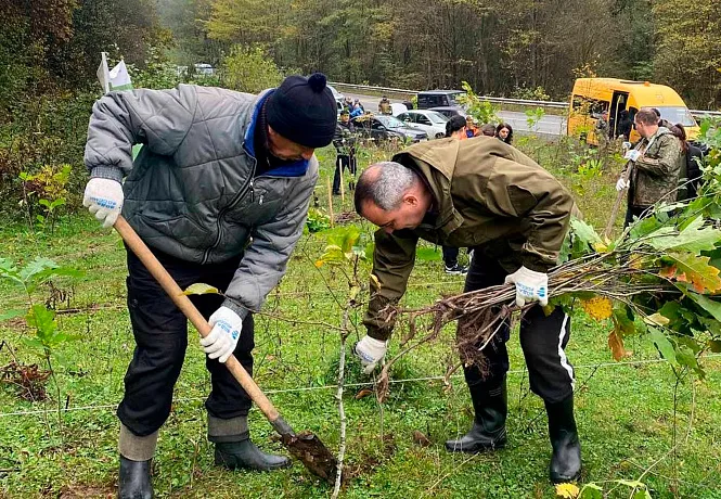 В&nbsp;Северной Осетии этой осенью высадили более 7&nbsp;тысяч деревьев