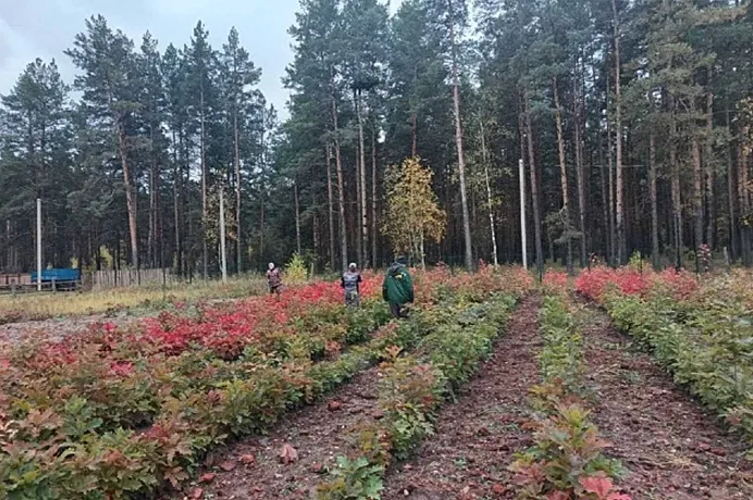 В&nbsp;Тамбовской области провели инвентаризацию Вернадского лесхоза